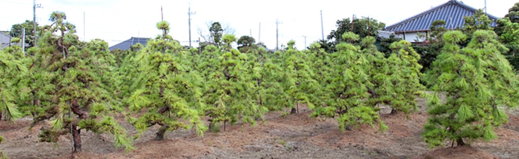 天目松 赤松 3番 - 植木、庭木